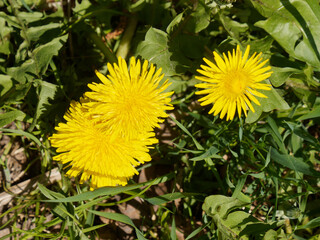 Yellow dandelion flowers on green grass background in spring