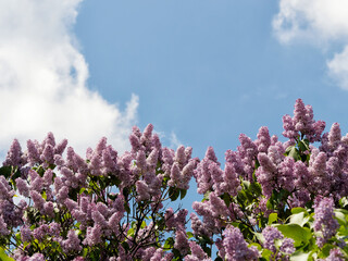 Purple lilac flowers and brunches on the background of green leaves on a sunny day with soft focus on blue sky background with clouds with copy space