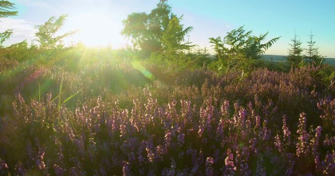 Heather Season, North York Moors National Park Yorkshire Summer 2022 - Cinema camera Prores 4K Clip 8