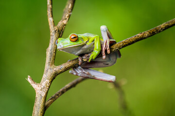 White lipped tree frog on branch, tree frog on branch, animal closeup	