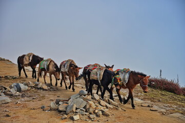 Mules with wooden saddle in Himalaya mountains