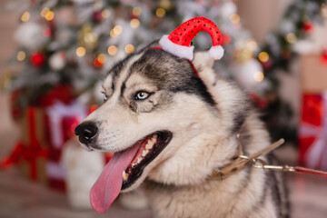Funny husky dog in a headband with a santa hat on the background of a Christmas tree.Gifts under the tree
