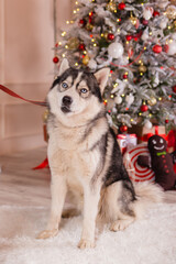 Husky breed dog on the background of a Christmas tree.Gifts under the tree