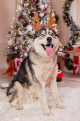 A funny dog of the Husky breed in a rim with deer antlers on the background of a Christmas tree.