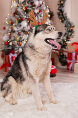 A funny dog of the Husky breed in a rim with deer antlers on the background of a Christmas tree.