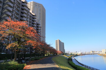 隅田川沿いに建つ高層マンション群と秋の隅田川