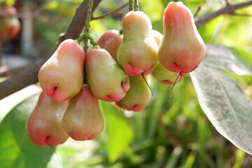 Syzygium aqueum or water apple or water guava hanging on the tree