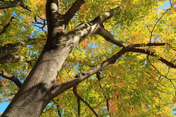 紅葉した大樹