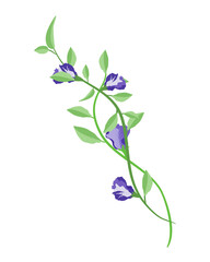 butterfly pea ornament for decoration ep01