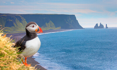 Atlantic puffins (Fratercula arctica) on a rock - Reynisfjara black sand beach, near the village of...