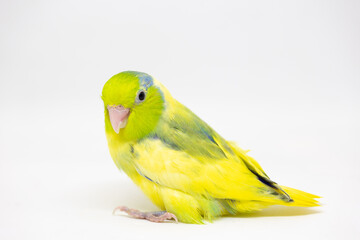 Selective focus of forpus parrotlet newborn bird studio shot on white background