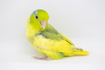 Fototapeta na wymiar Selective focus of forpus parrotlet newborn bird studio shot on white background