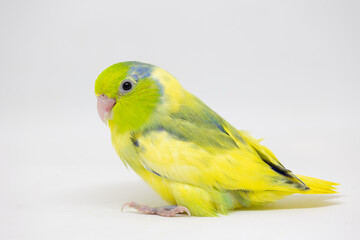 Selective focus of forpus parrotlet newborn bird studio shot on white background