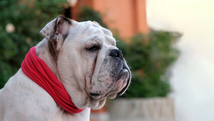 Young english bulldog in a red bandage collar sits and looking around in the yard in summer and...