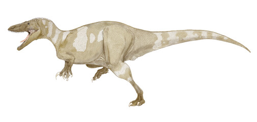 Obraz na płótnie Canvas オルコラプトルはアルゼンチンの白亜紀の地層から発見された化石に基づく。6メートルから8メートル程度の中型の獣脚類である。特徴的にはコエルロサウルス類に分類されたが、現在はメガラプトル類に分類され、鉤爪は後肢ではなく、前肢のものとされている。化石の発見場所はパタゴニア南部であり、南アフリカ大陸で発見された獣脚類恐竜では最も南の恐竜として知られる。