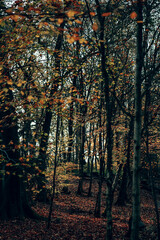 An autumnal woodland area in the English countryside