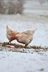 Wintereinbruch auf dem Bauernhof, Huhn läuft durch den Schnee sucht Futter und es schneit im Hintergrund, Niederwerrn, Franken, Schweinfurt Bayern, Deutschland