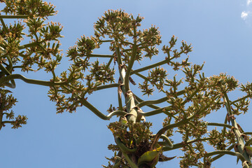 Ex - Hacienda pulquera San Diego Xochuca, Tlaxcala, maguey flower
