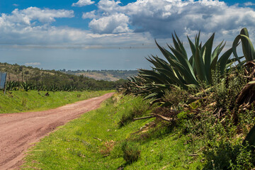 Ex - Hacienda pulquera San Diego Xochuca, Tlaxcala, maguey
