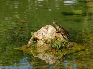 a turtle in the pond