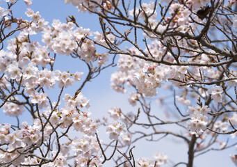 Branches of cherry blossom with blur background. Selective focus.