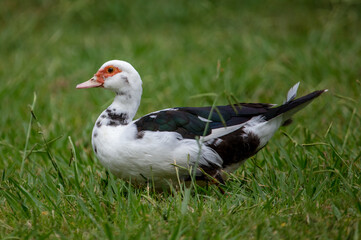 Portrait of a duck on green grass in summer.