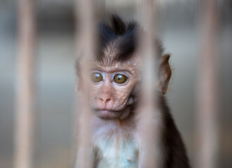 Portrait of a baby monkey in a zoo cage. © schankz