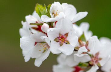 Cherry blossoms on a tree in spring.