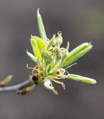 Opening bud on pear branch in spring.