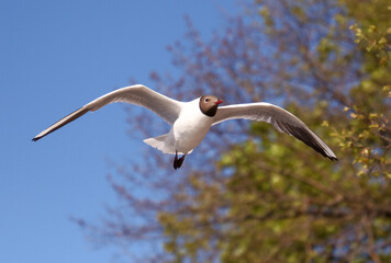 Portrait of a seagull in flight against the sky.