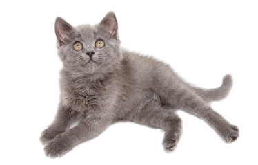 Portrait of a gray kitten isolated on a white background.