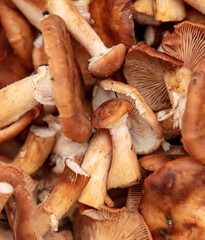 Mushrooms honey agarics as a background.