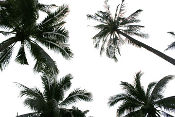 Fototapeta na wymiar branch coconut palm tree leaves on transparent background png file