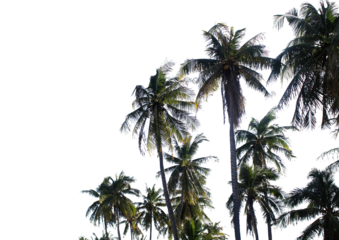 branch coconut palm tree leaves on transparent background png file