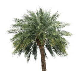 Fototapeta premium branch coconut palm tree leaves on transparent background png file
