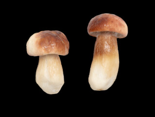 Fresh boletus mushroom isolated on black background.