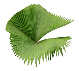 tropical nature green palm leaf on transparent backgound png file