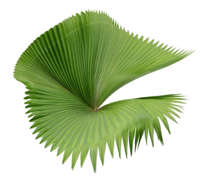 tropical nature green palm leaf on transparent backgound png file