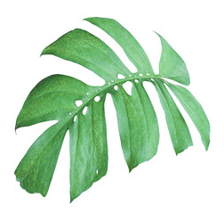 tropical jungle monstera leaves , Swiss Cheese leaf tree isolated on transparent background png file © studio2013