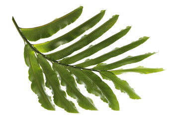 tropical nature green palm leaf on transparent backgound png file