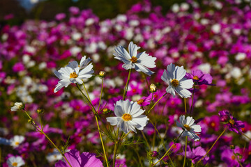 Obraz premium 風土記の丘のコスモス