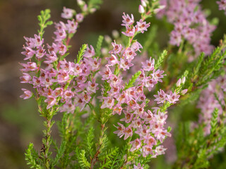 flowering heather in summer close up