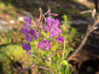 blooming fireweed closeup