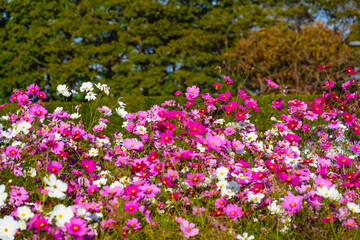 風土記の丘のコスモス