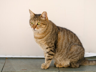 portrait of a beautiful tabby cat