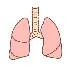 肺のイラスト、人体の内臓、呼吸器