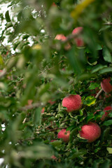 red apples on a branch