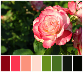Beautiful blooming pink rose outdoors on sunny day and color palette. Collage