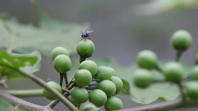 Cinematic shot of a fly perching on the solanum torvum or pea eggplant with bokeh. The footage was shot using F-Log Gamma Profile