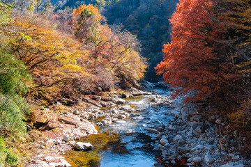 秋の赤沢渓谷